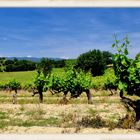 Vignes du Luberon