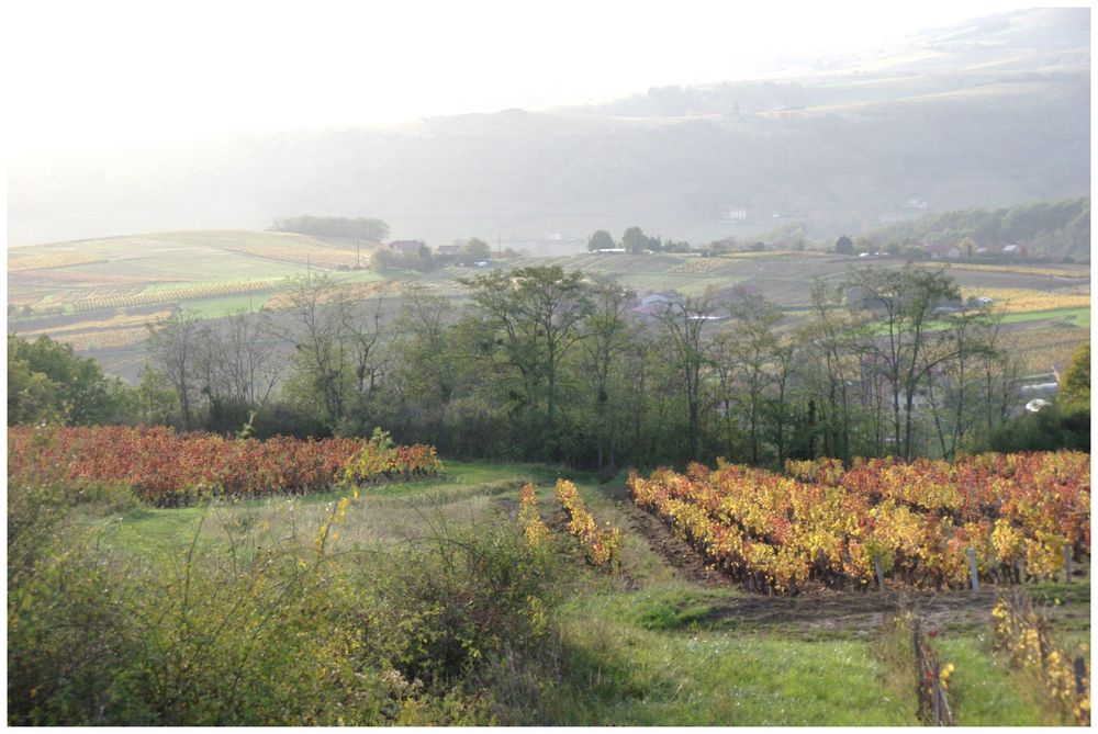 Vignes en automne