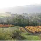 Vignes en automne