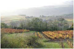 Vignes en automne