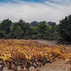 Vignes en automne