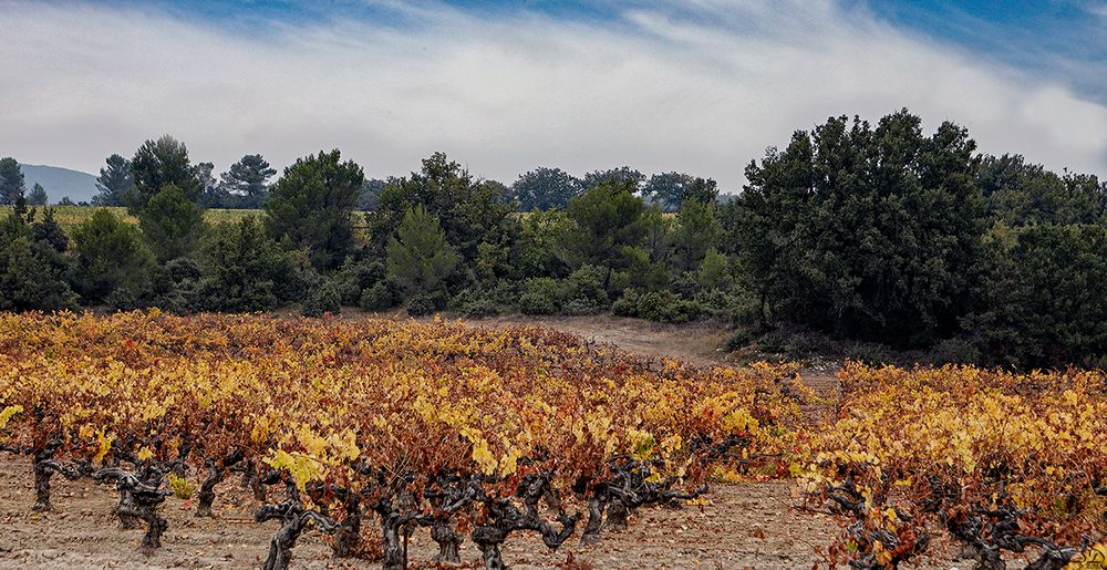 Vignes en automne