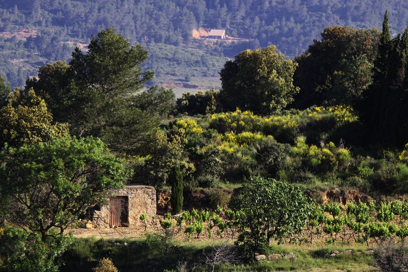 vignes en CORBIÈRES