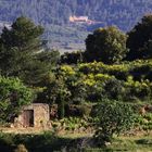 vignes en CORBIÈRES