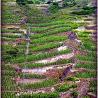 VIGNES - EN - ESCALIERS