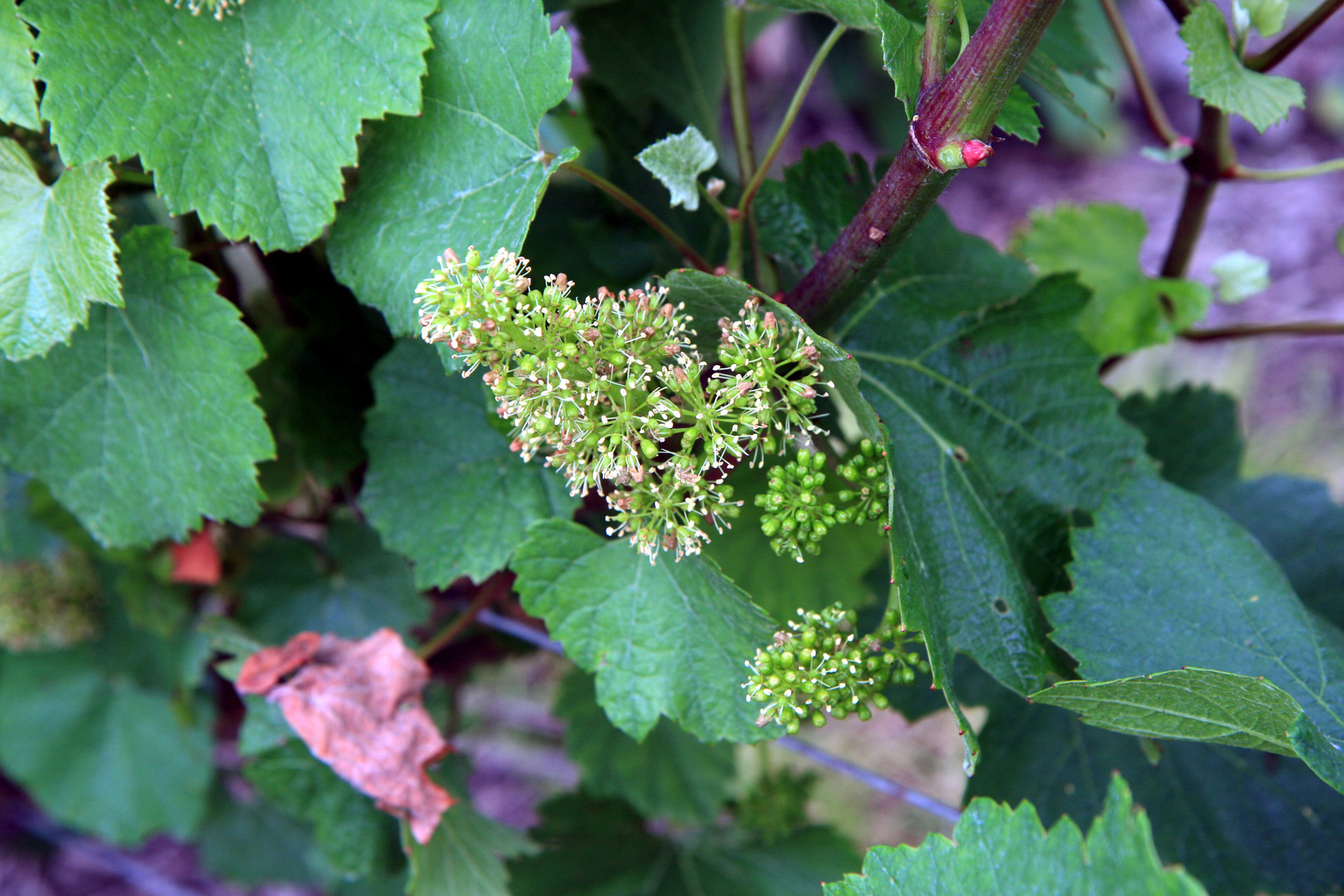 vignes en fleurs 