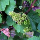 vignes en fleurs 