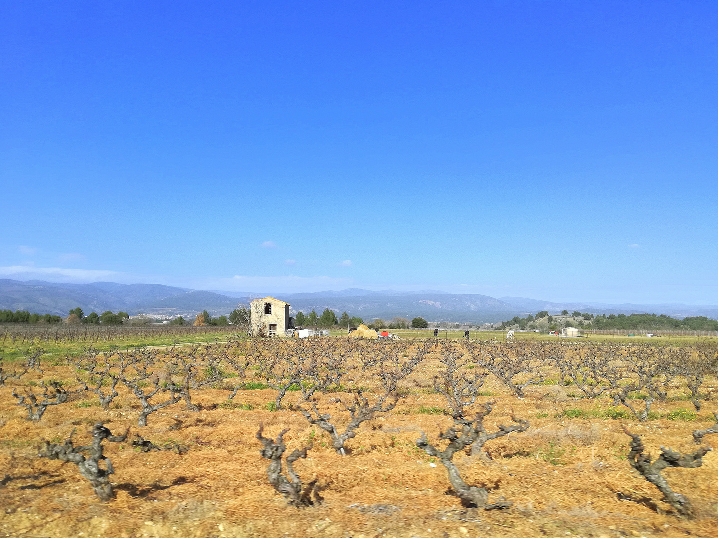 Vignes en hiver ...