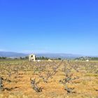 Vignes en hiver ...