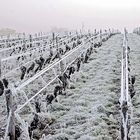 Vignes en hiver