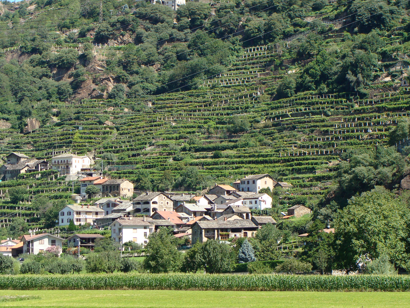 Vignes en terrasse