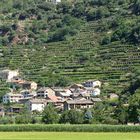 Vignes en terrasse