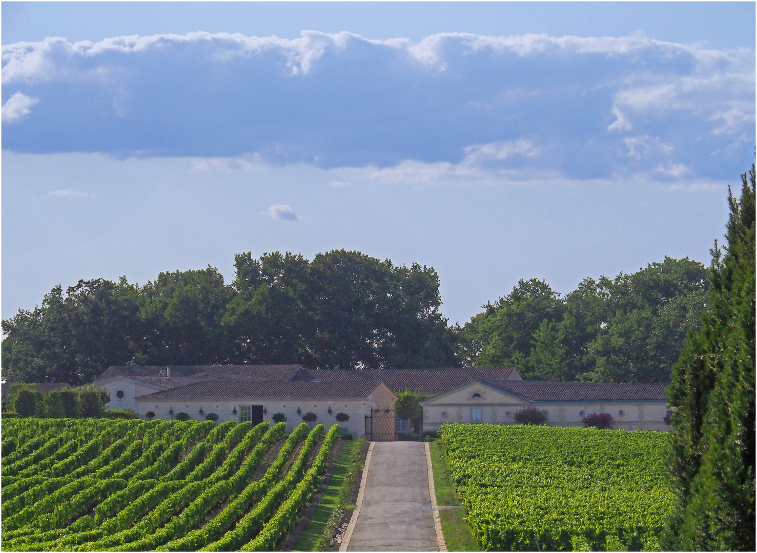 Vignes et chais du Château d’Yquem