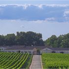 Vignes et chais du Château d’Yquem