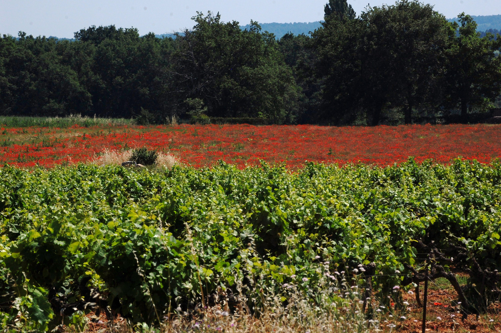 Vignes et champs de coquelicots