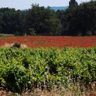 Vignes et champs de coquelicots