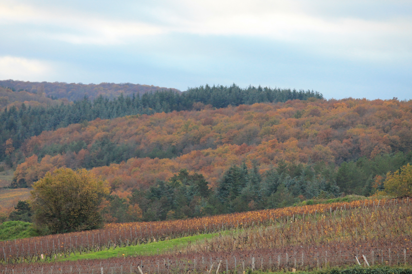 Vignes et forêts ...