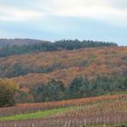 Vignes et forêts ...