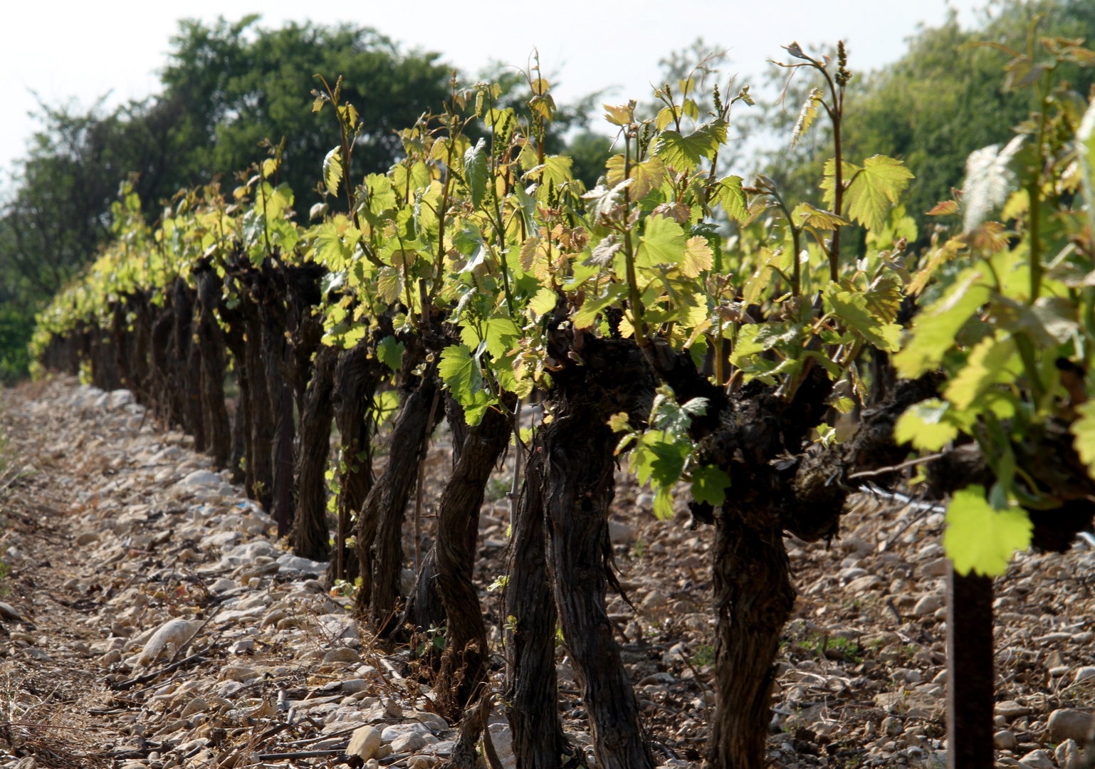 vignes la garelle