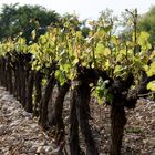 vignes la garelle