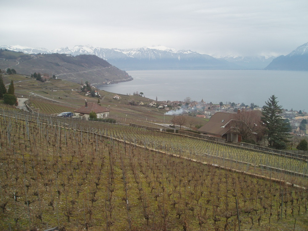 vignes, lac et montagnes = Suisse!