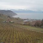 vignes, lac et montagnes = Suisse!