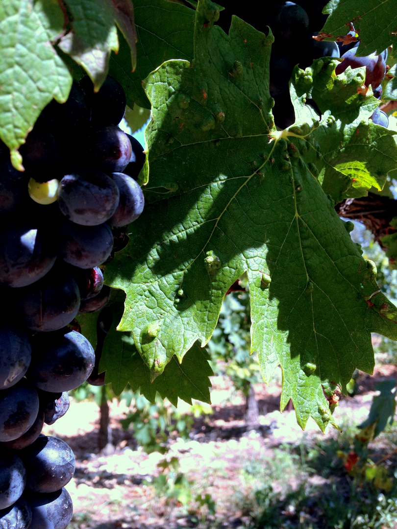 Vignes Puyloubier Provence