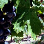 Vignes Puyloubier Provence