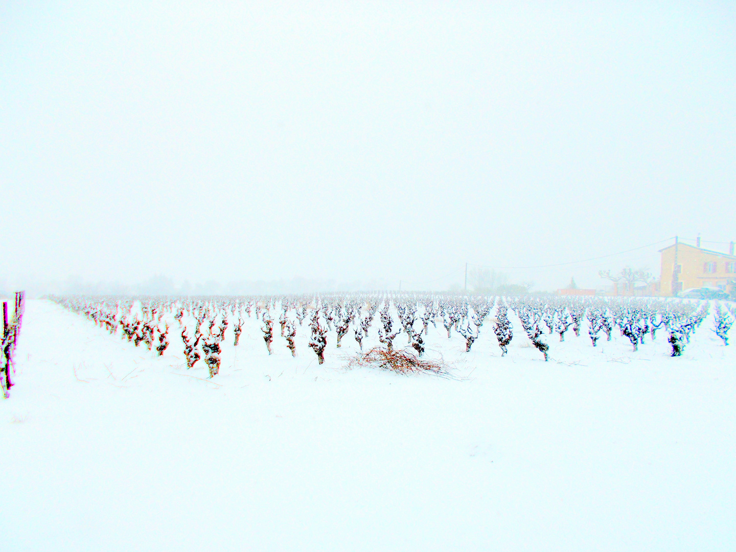 Vignes sous la neige ... 