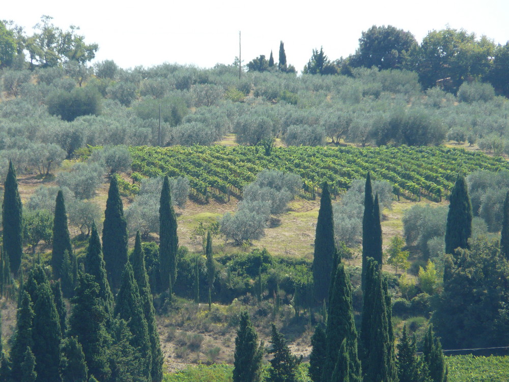 vigneti a sant'antimo