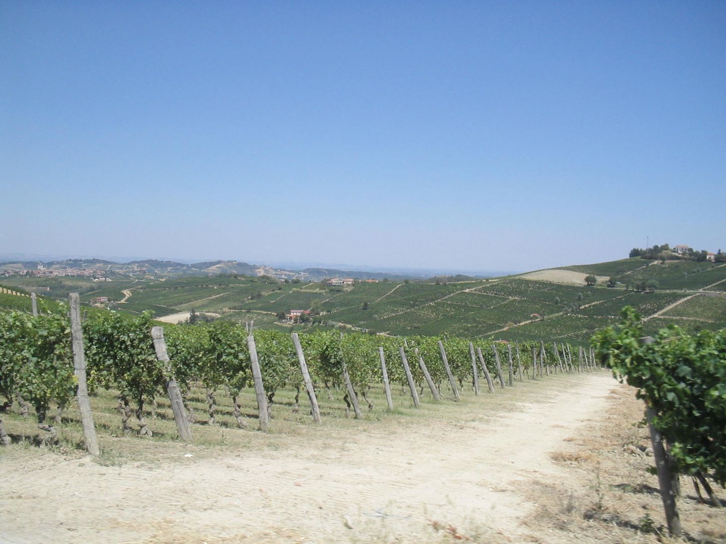 Vigneti acquesi