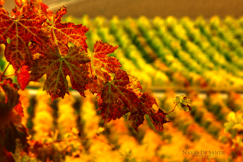 Vigneti d'Abruzzo