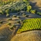 Vigneti d'Abruzzo