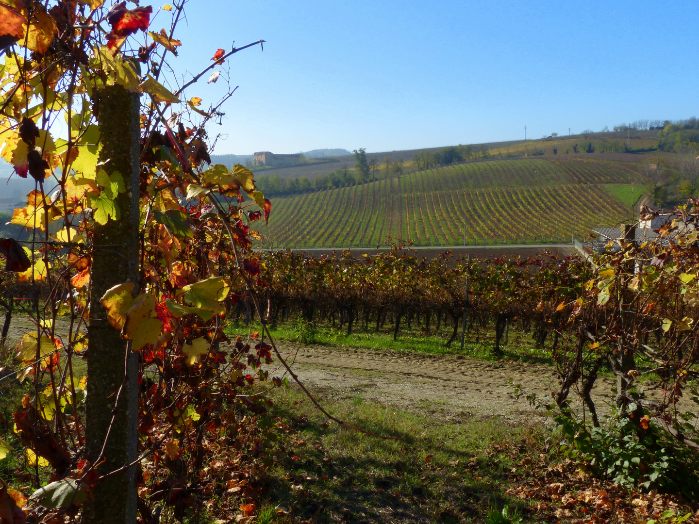 vigneti del Monferrato