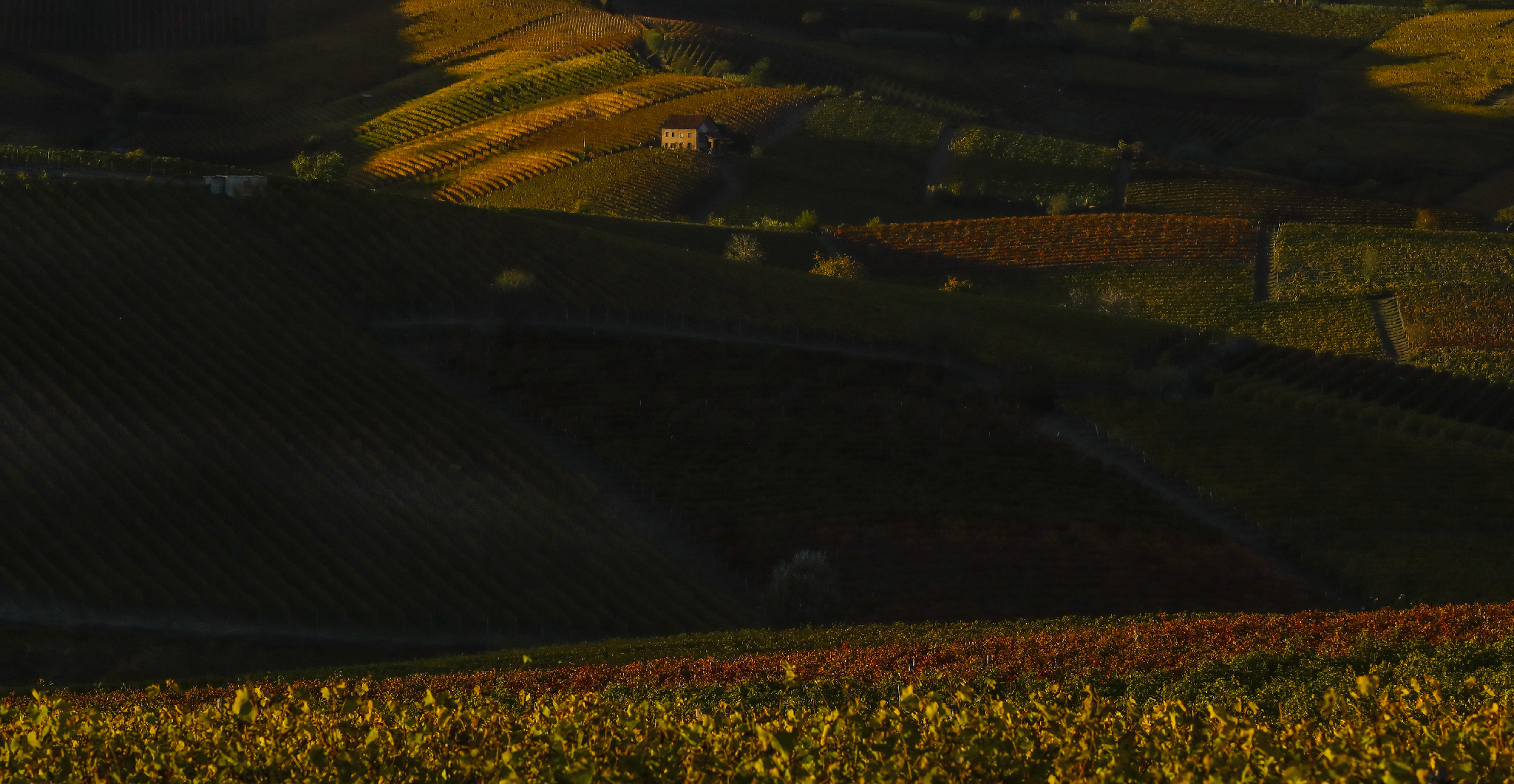 Vigneti e vigneti (2) - Quasi tramonto