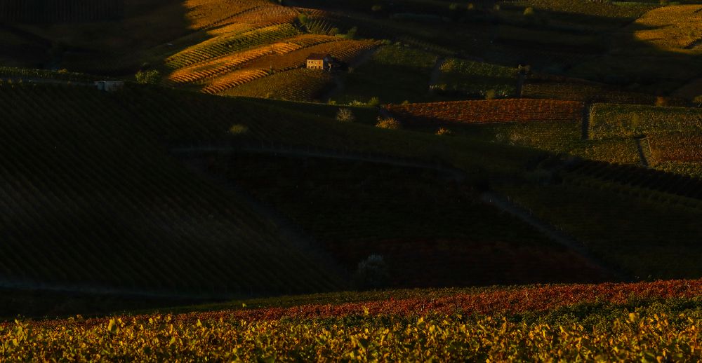 Vigneti e vigneti (2) - Quasi tramonto