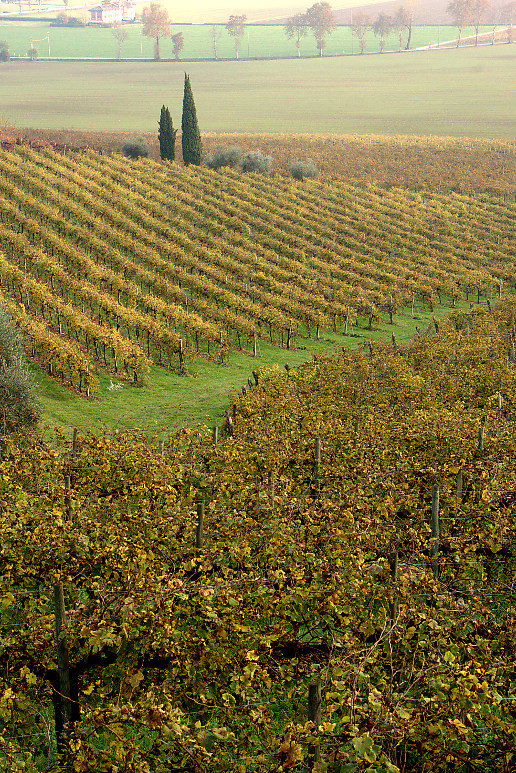 Vigneti in autunno