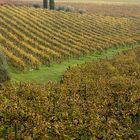 Vigneti in autunno