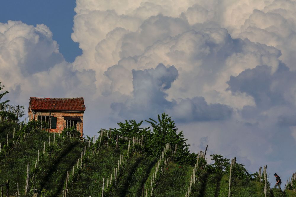 Vigneti in primavera (1)