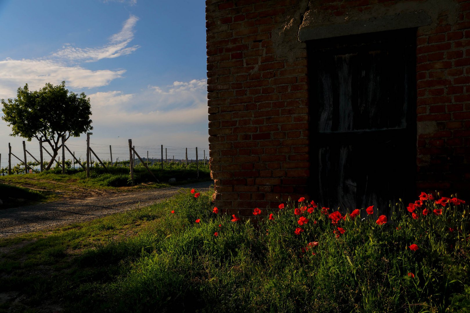 Vigneti in primavera (2)