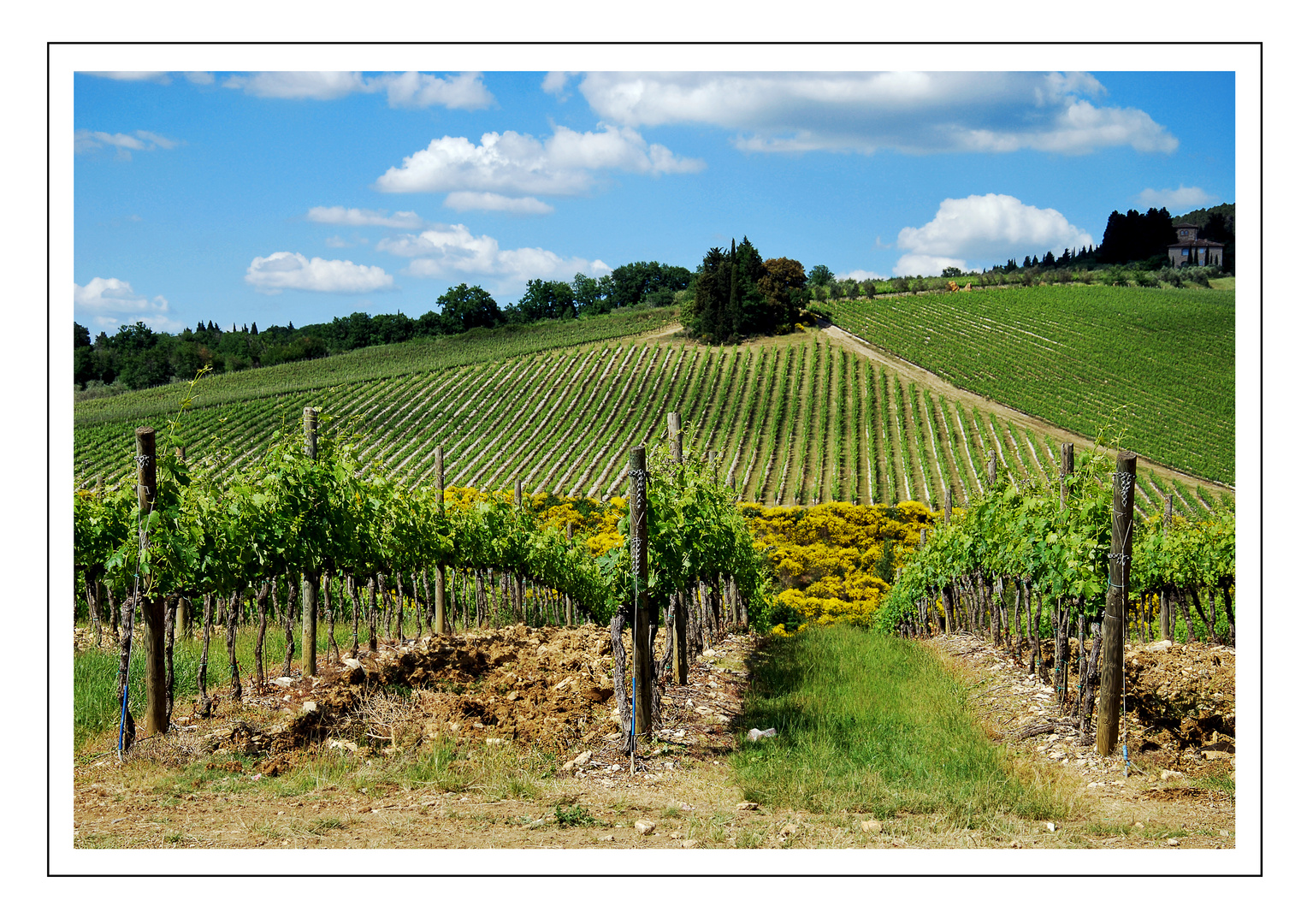 Vigneto Antinori