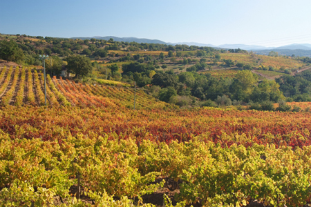 Vigneto autunnale nel Mandrolisai (NU) - Sardegna