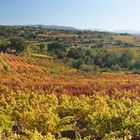 Vigneto autunnale nel Mandrolisai (NU) - Sardegna