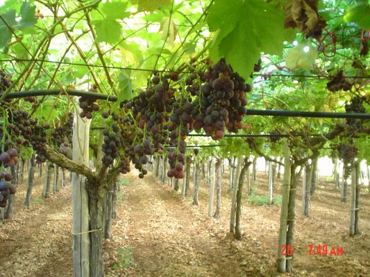 vigneto pugliese