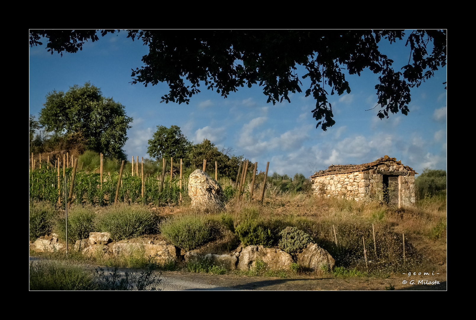 .... Vigneto toscano