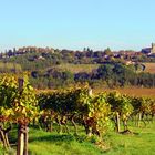 Vignoble à l'automne près de St Puy (Gers)