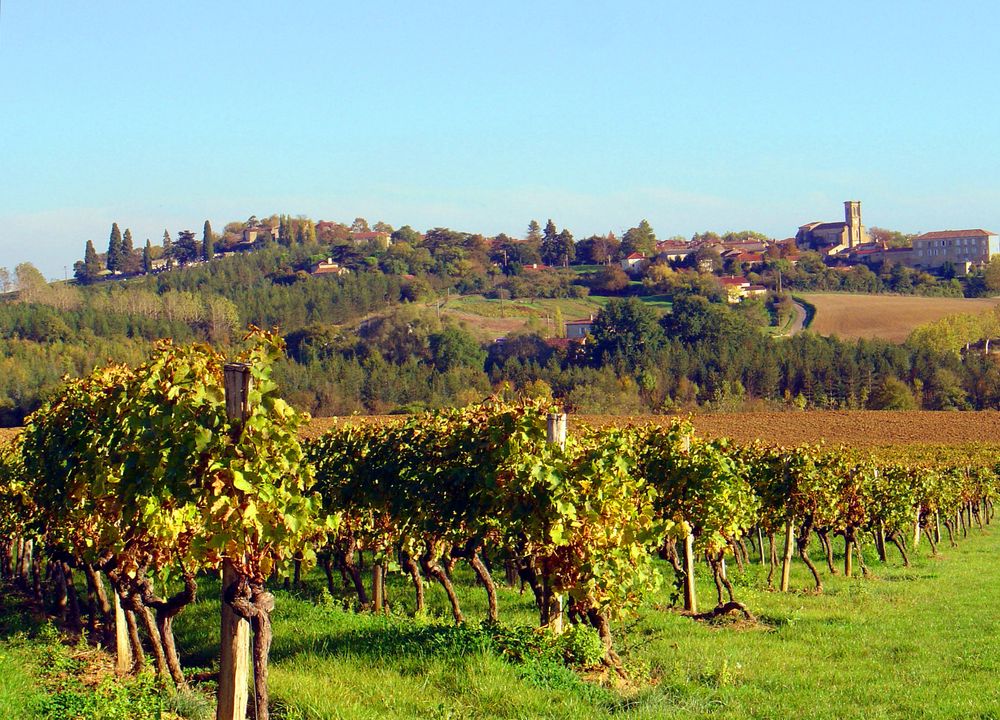 Vignoble à l'automne près de St Puy (Gers)