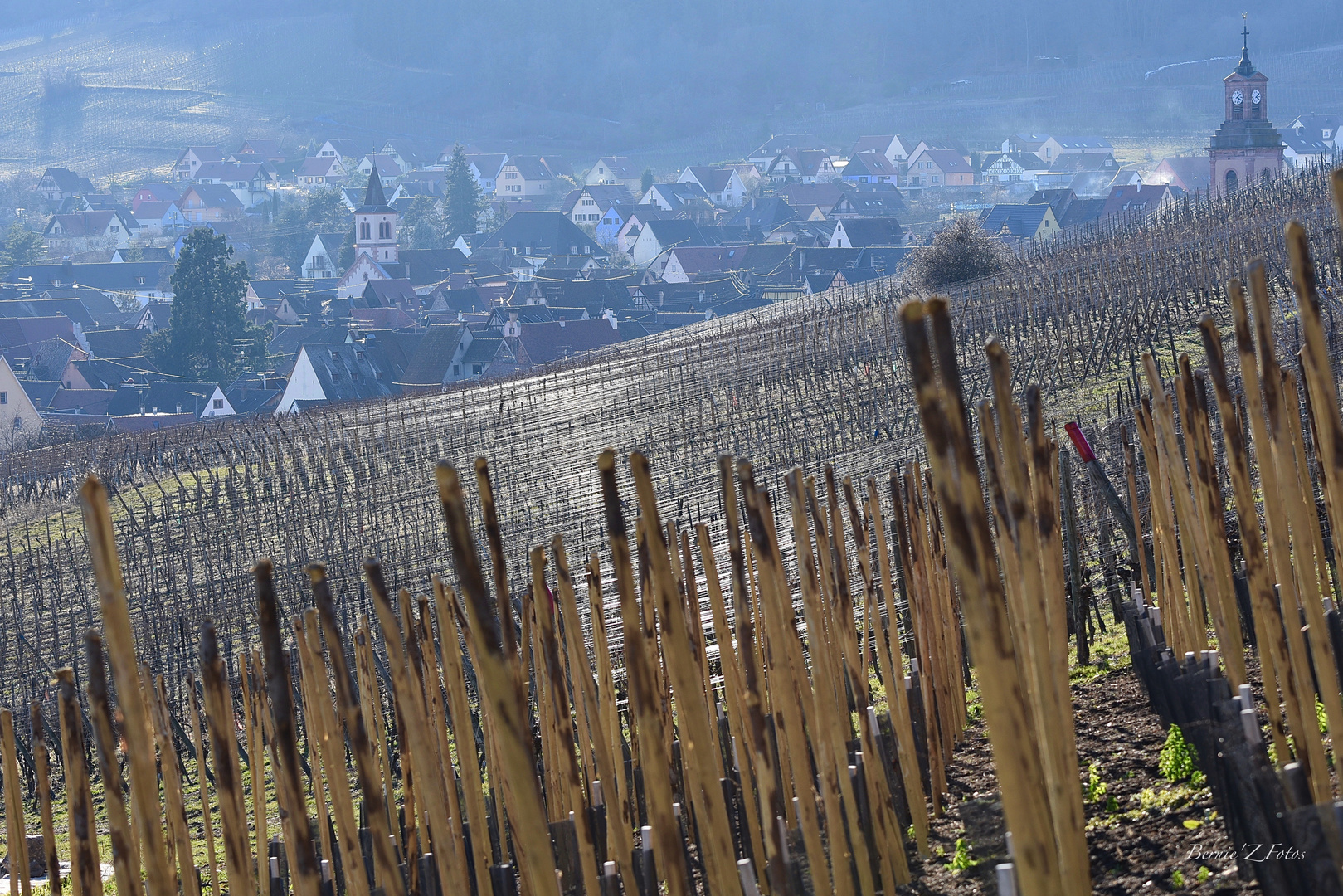 Vignoble Alsacien autour de Riquewihr