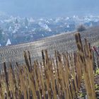 Vignoble Alsacien autour de Riquewihr