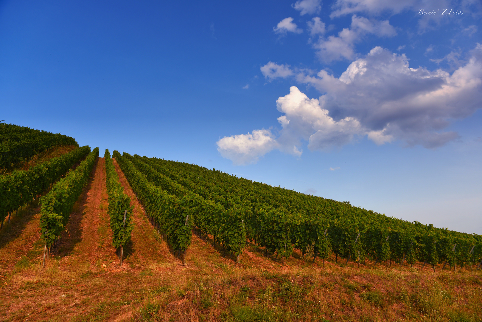 Vignoble Alsacien